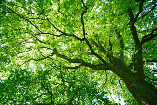 Under the canopy