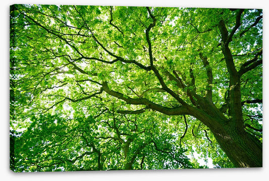 Under the canopy