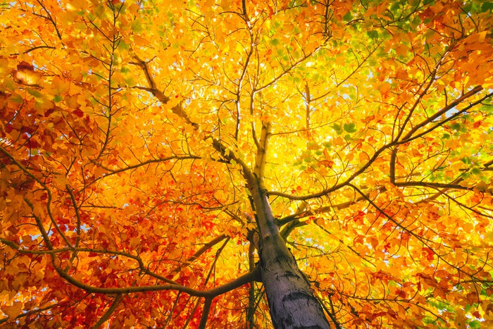 Golden explosion