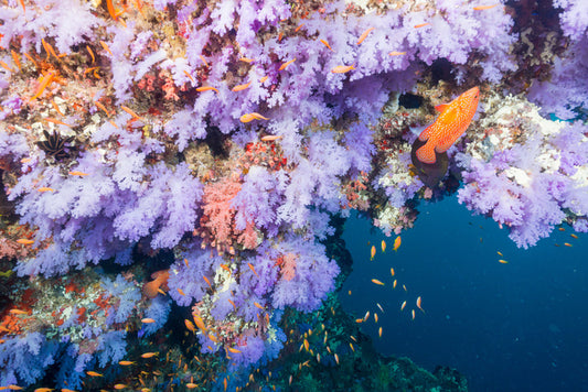 Lilac coral life