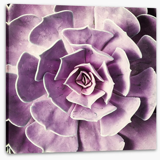 Radiant rosette