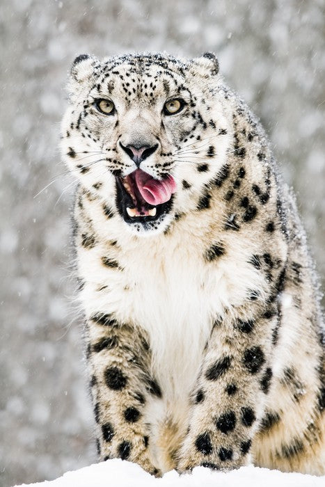 Tongue curling anticipation