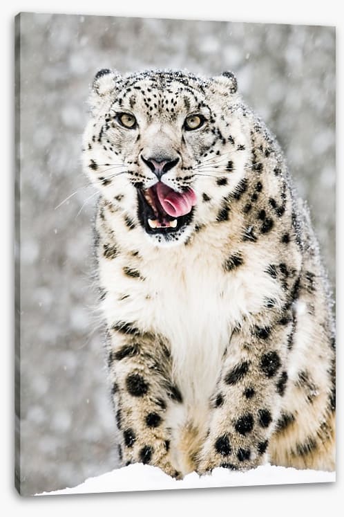 Tongue curling anticipation