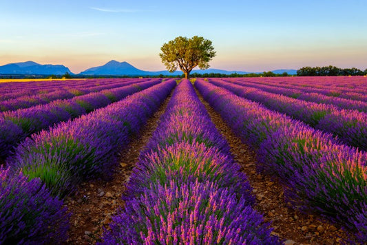 The lavender tree