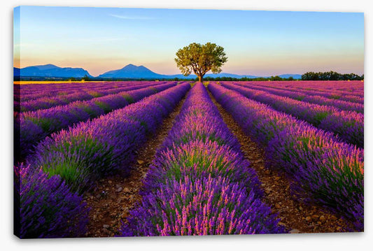 The lavender tree