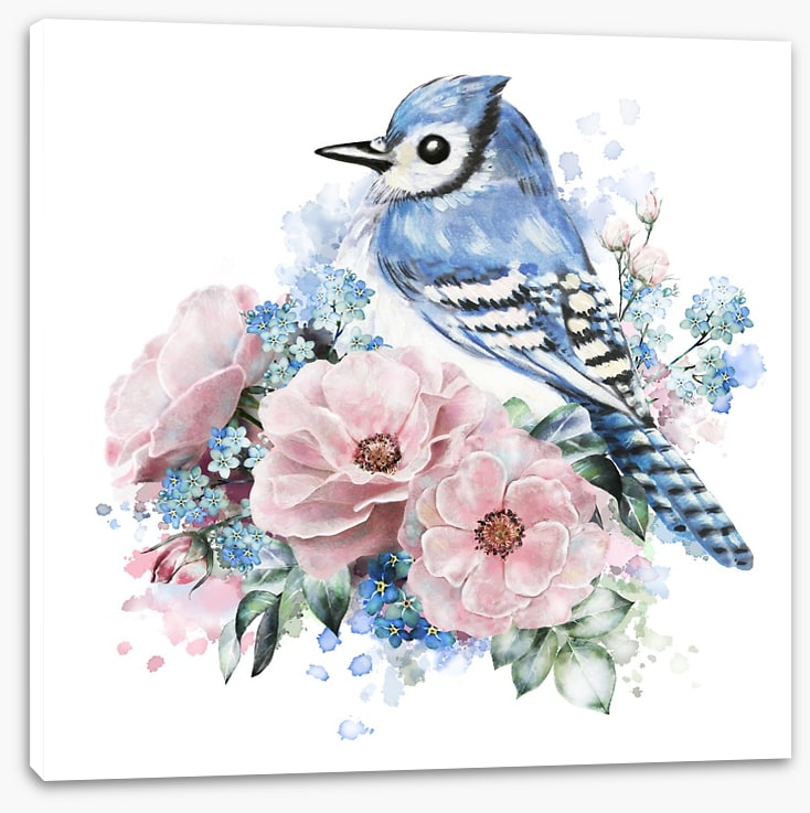 Forget me not jay
