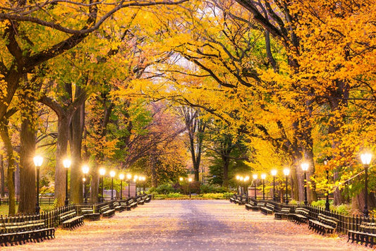 Fall at the Mall