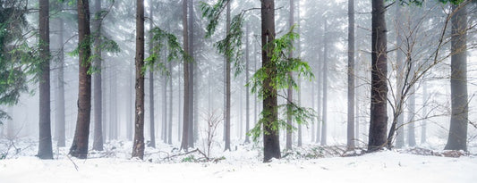 First snow in the forest