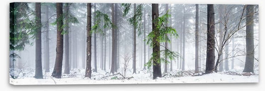 First snow in the forest