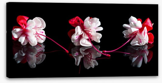 Three fuchsia flowers