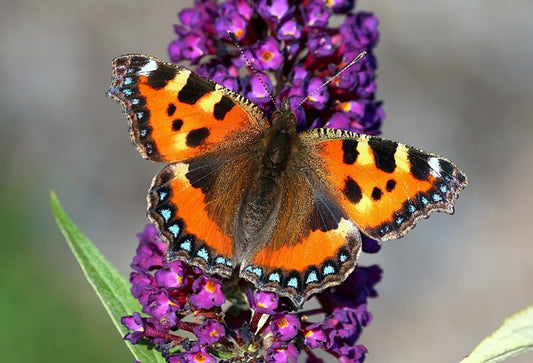 Insects
