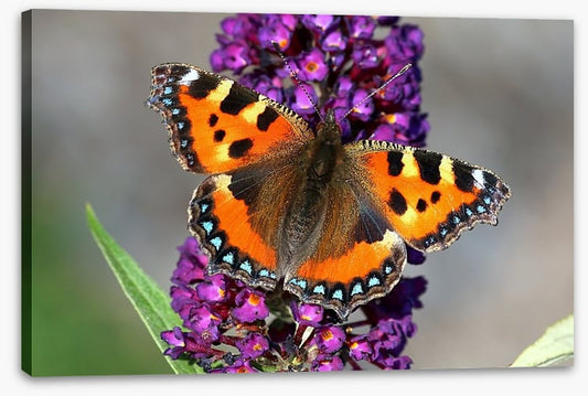Insects