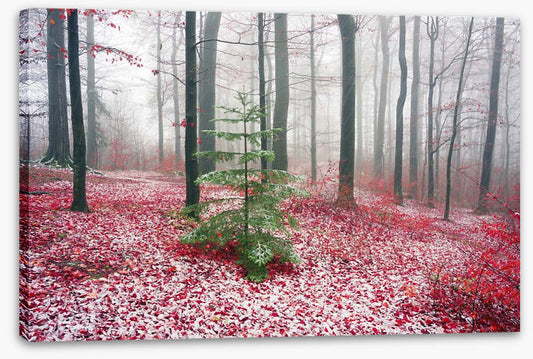 Evergreen alone