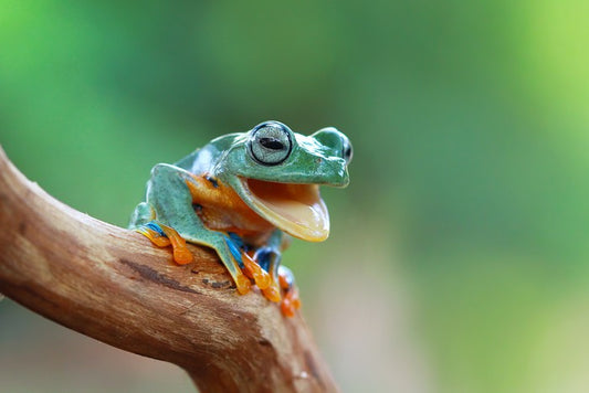 Reptiles / Amphibian
