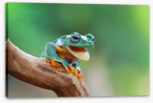 Reptiles / Amphibian