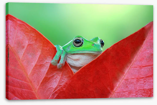 Reptiles / Amphibian