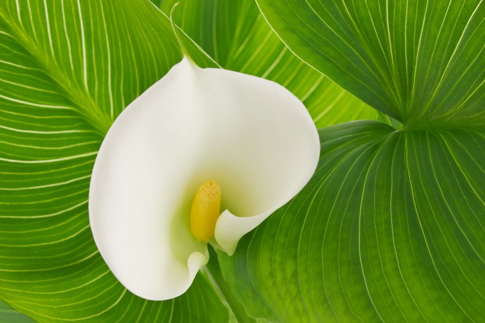White calla lily