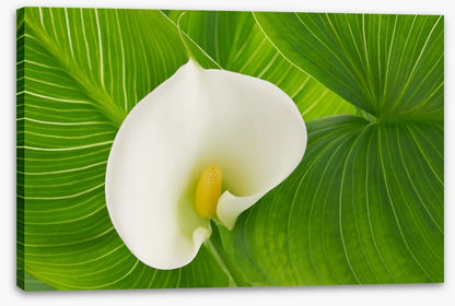 White calla lily