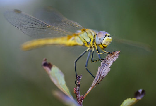 Insects
