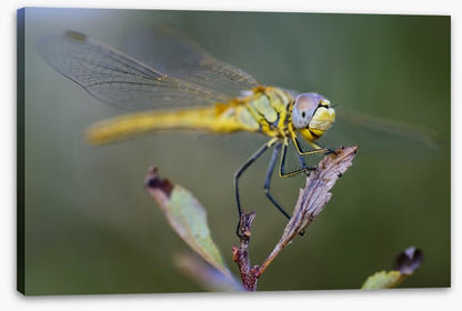 Insects
