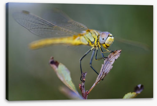 Insects