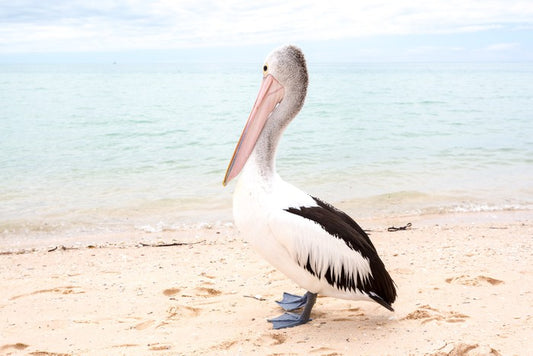 Monkey Mia pelican