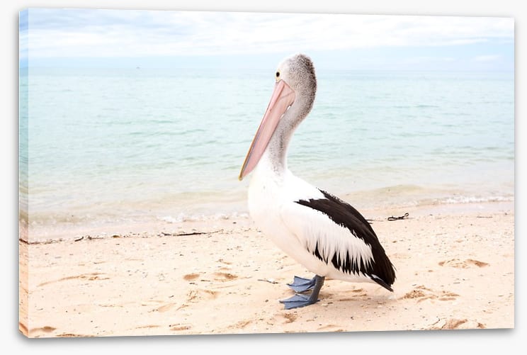 Monkey Mia pelican