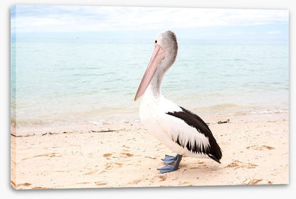 Monkey Mia pelican