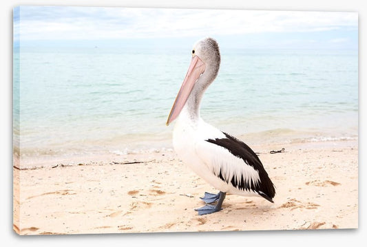 Monkey Mia pelican