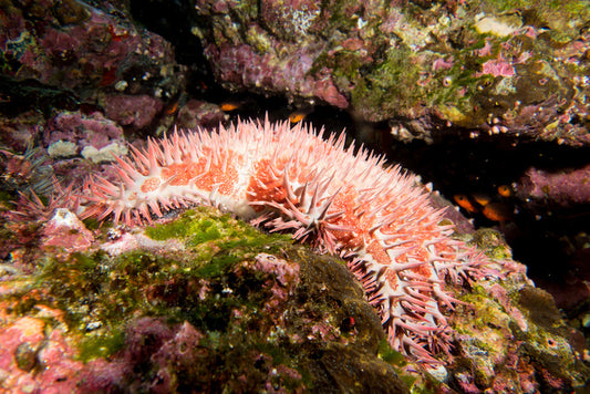 Crown of thorns