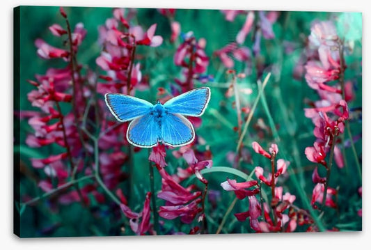 Insects