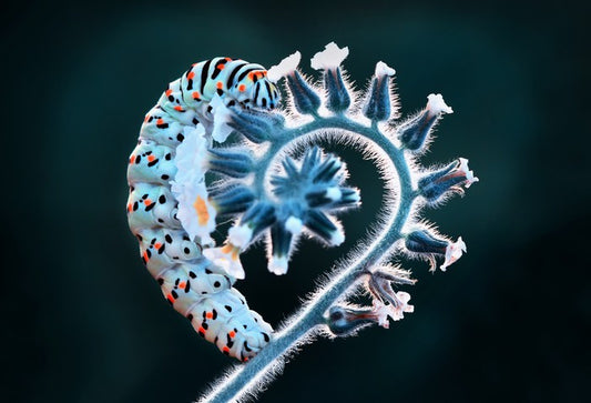 Caterpillar of love