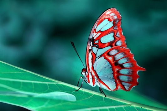 Malachite butterfly, Brazil