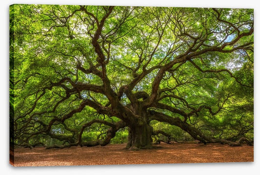 Branch out