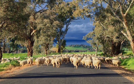 Herding sheep