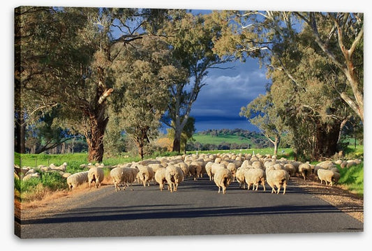 Herding sheep