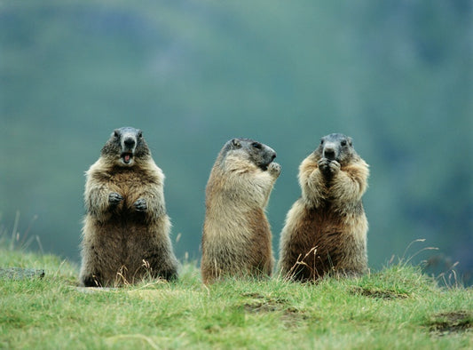 The three marmots