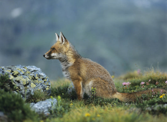 Mammals