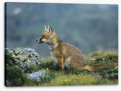 Mammals