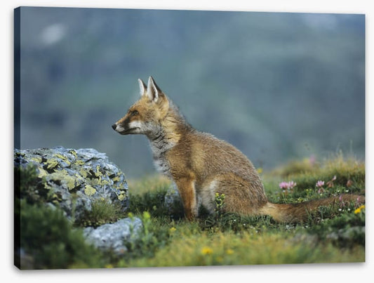 Mammals