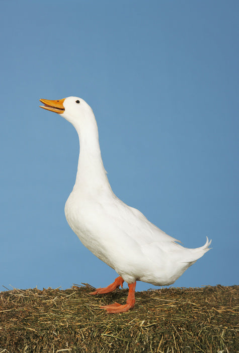 Goosey gander