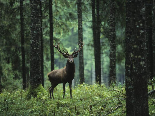 Deep forest deer