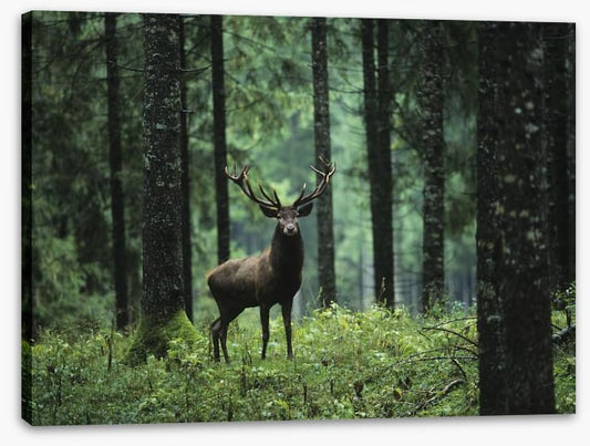 Deep forest deer