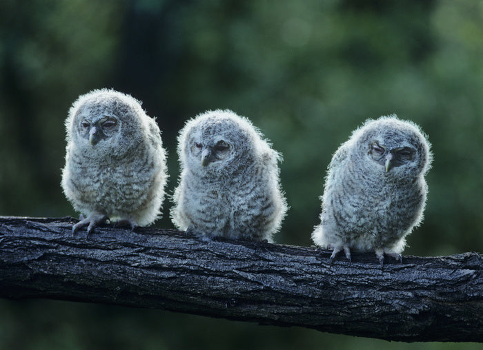 Owlet trio