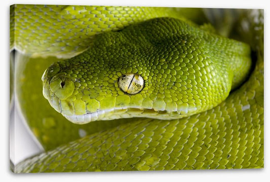 Reptiles / Amphibian