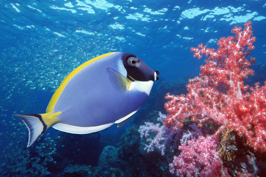 Blue Tang reef
