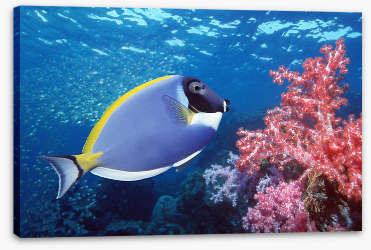 Blue Tang reef