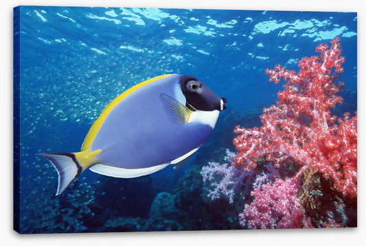 Blue Tang reef
