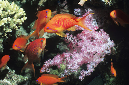 Underwater