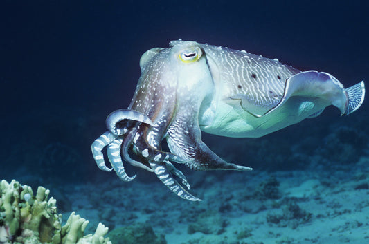 Cuttlefish coral
